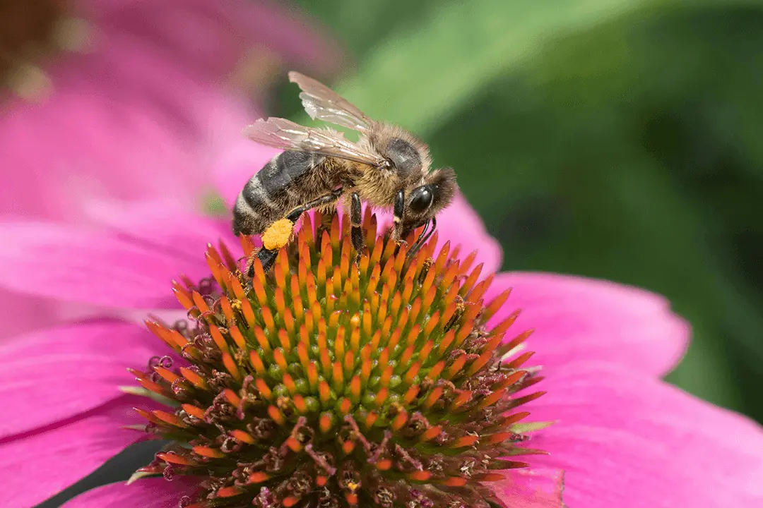 A closeup of a bee on a pink flower with pollen on its knees.