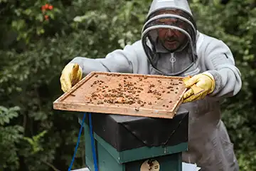 A beekeeper holding a rack of honeycomb over a beehive.