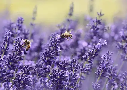 Two bees gathering pollen from purple flowers