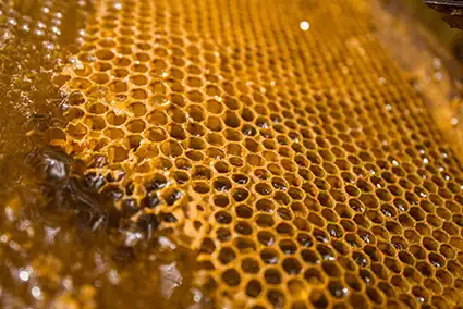 A closeup of honeycomb full of honey