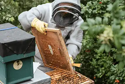 A beekeeper wearing protective clothing carefully examing their beehive