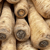An image of parsnips.